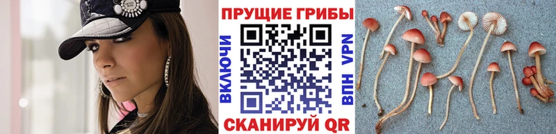 Псилоцибиновые грибы Magic Shrooms  купить закладку  Кушва 